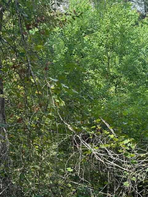 26976 Callie Drive Hempstead, TX 77445 - Photo 3 of 11 a view of a lush green field