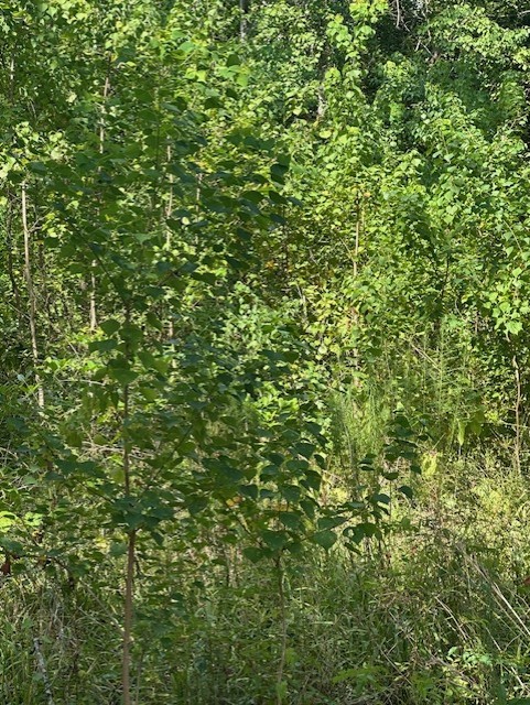 26976 Callie Drive Hempstead, TX 77445 - Photo 4 of 11 a view of a lush green forest