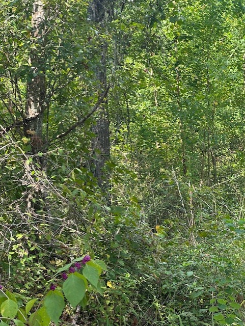 26976 Callie Drive Hempstead, TX 77445 - Photo 5 of 11 a view of a lush green forest