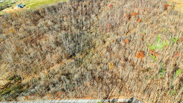 a close up of a plant