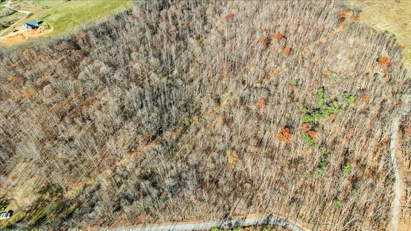a close up of a plant with wooden floor
