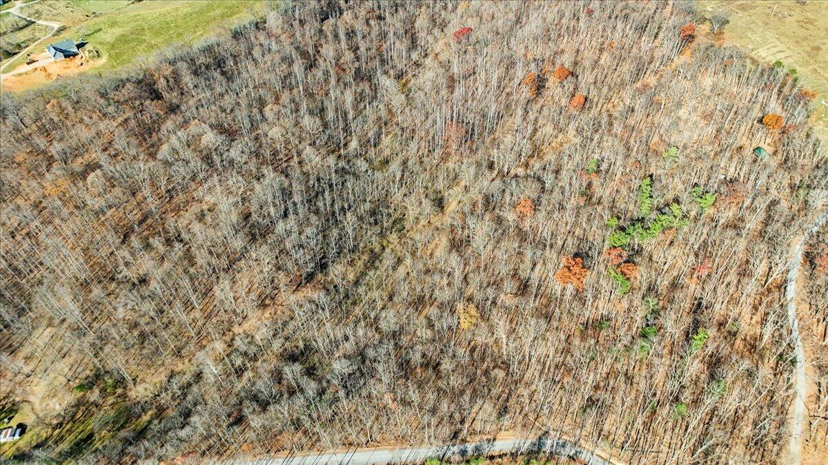 0 Hendrickson Road Pembroke, VA 24136 - Photo 15 of 30 a close up of a plant