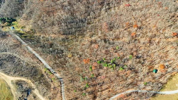 a close up of a plant