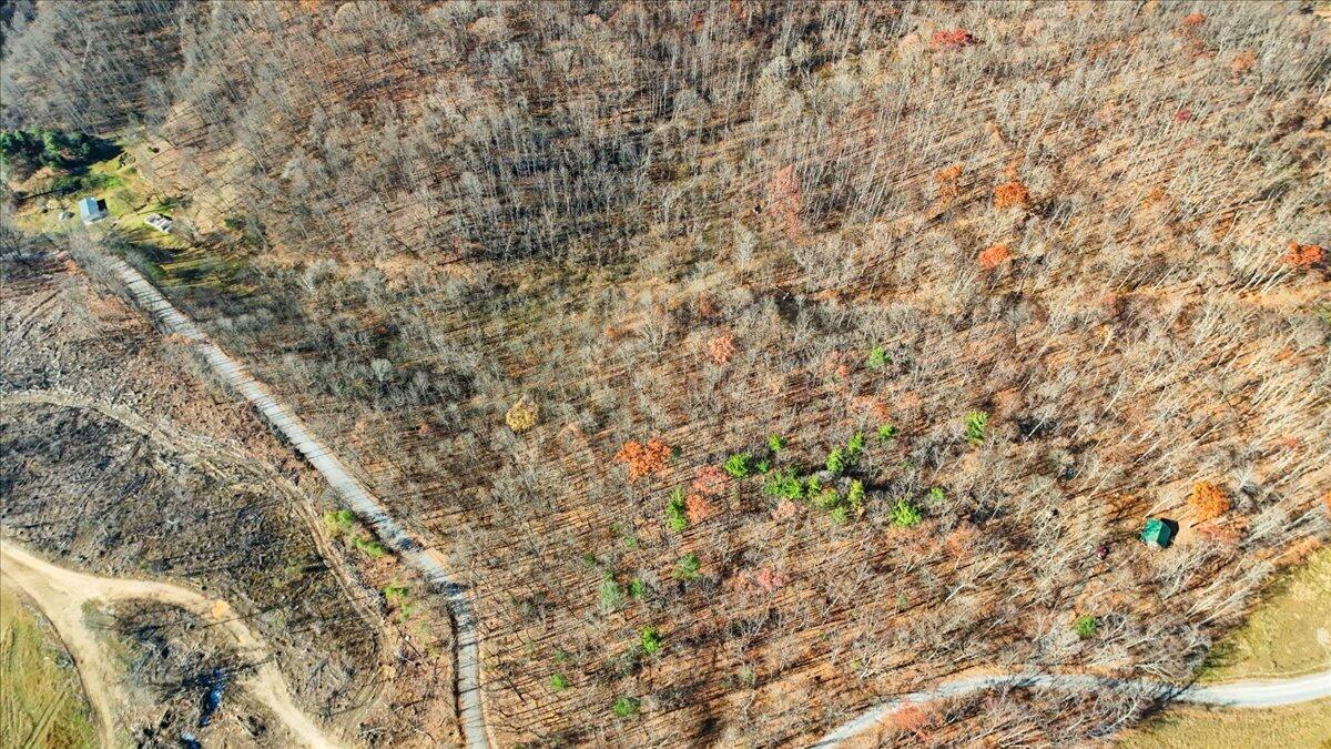 0 Hendrickson Road Pembroke, VA 24136 - Photo 17 of 30 a close up of a tree