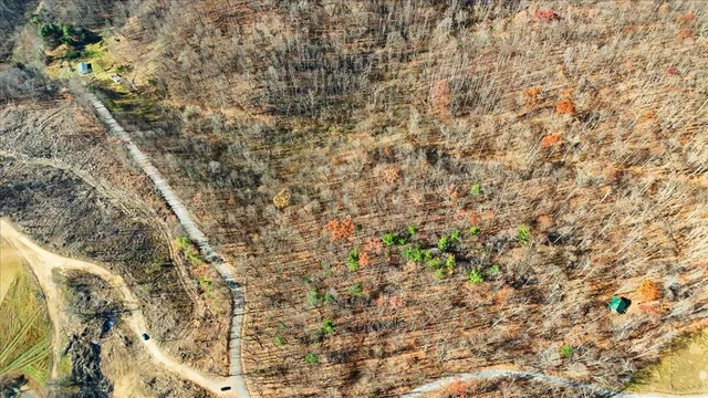 a close up of a plant