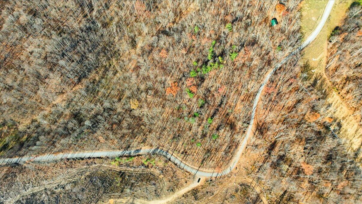 0 Hendrickson Road Pembroke, VA 24136 - Photo 19 of 30 a picture of a tree