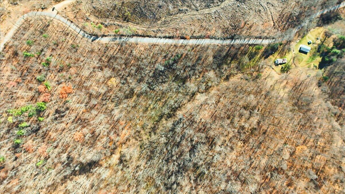 0 Hendrickson Road Pembroke, VA 24136 - Photo 21 of 30 a close up of a plant with wooden floor