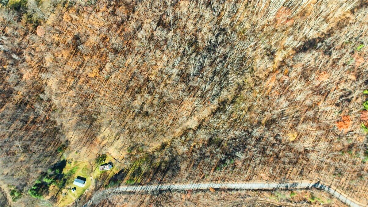0 Hendrickson Road Pembroke, VA 24136 - Photo 23 of 30 a close up of a plant