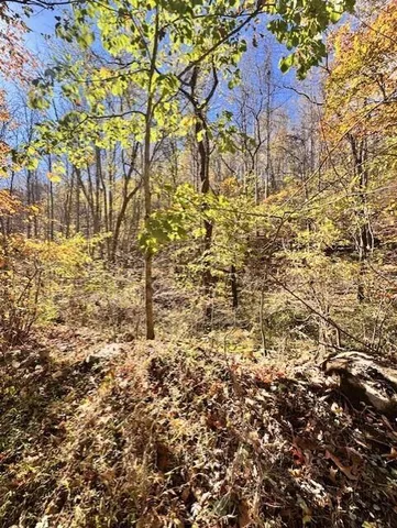 a close up of a plant