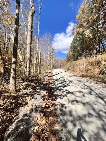 a close up of a plant