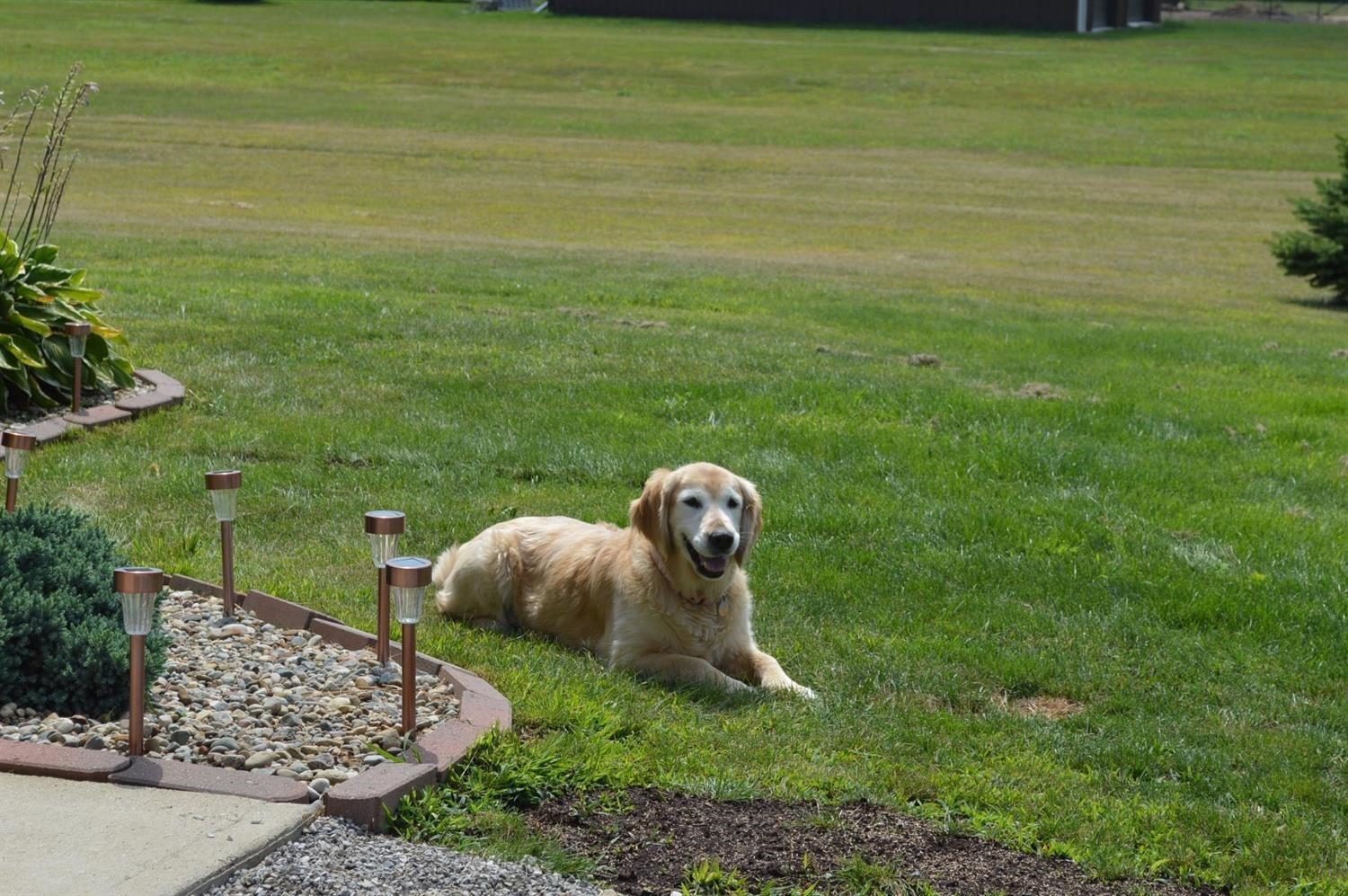 3247 South Portage Road Jackson, MI 49201 - Photo 5 of 10 She loves her yard!!