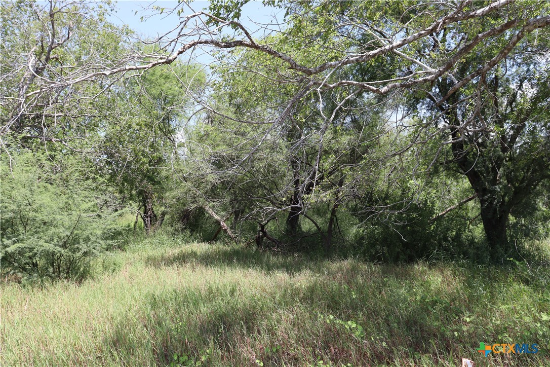 7 County Road 1144, Unit 7 Sinton, TX 78387 - Photo 7 of 12 a view of a lush green forest with lots of trees