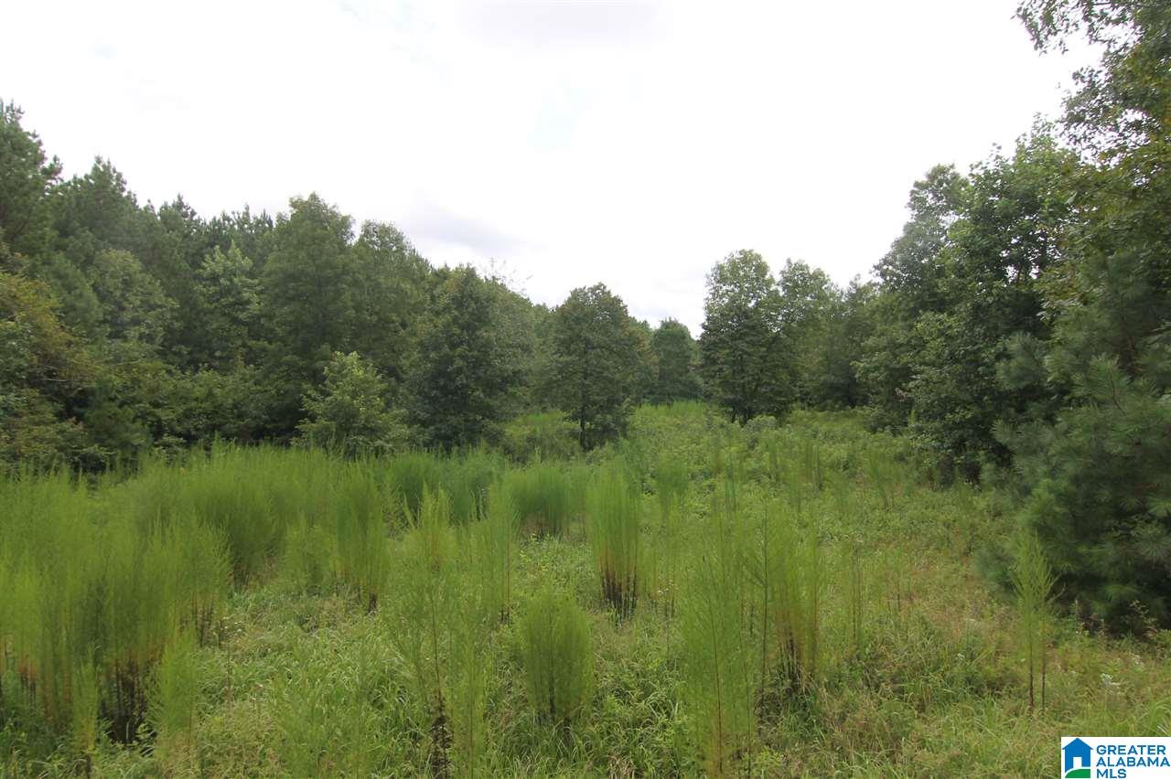 636 County Road, Unit 92 Roanoke, AL 36274 - Photo 9 of 11