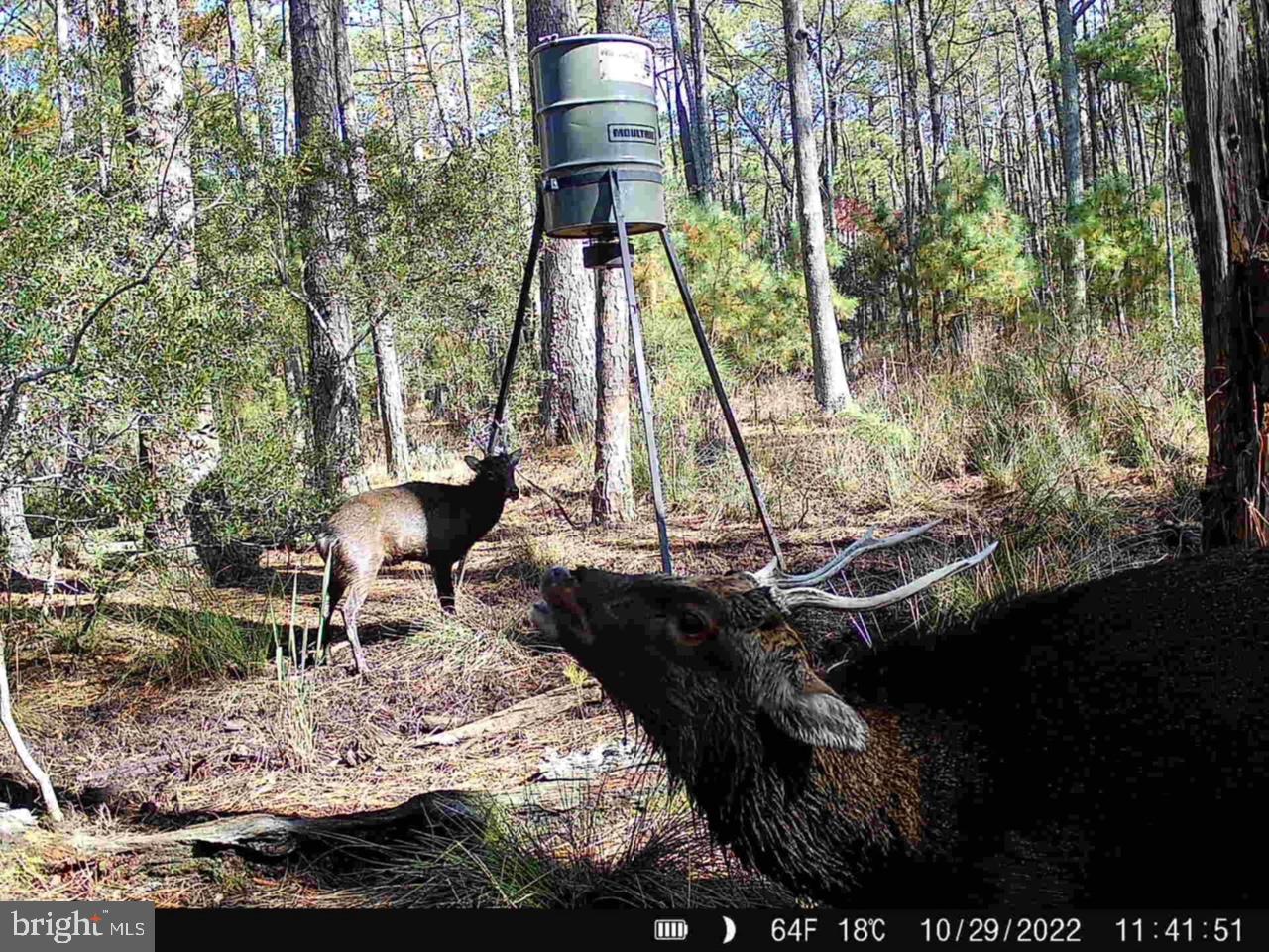 0 Shorters Wharf Road Church Creek, MD 21622 - Photo 1 of 15