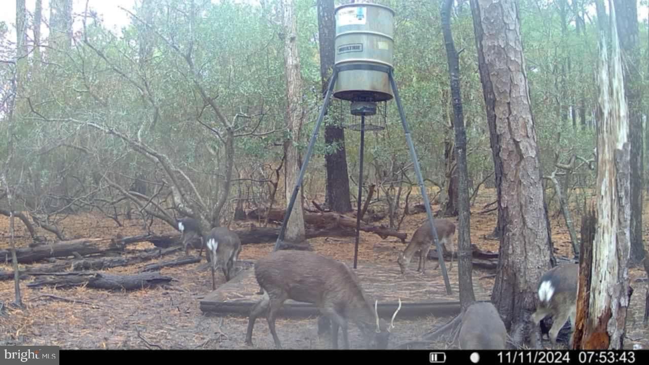 0 Shorters Wharf Road Church Creek, MD 21622 - Photo 14 of 15