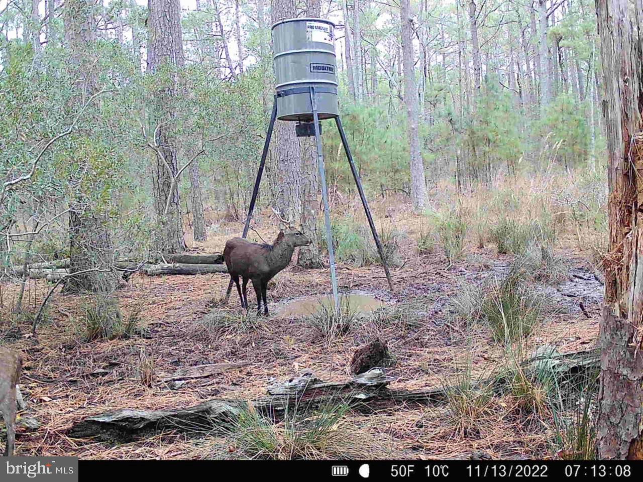 0 Shorters Wharf Road Church Creek, MD 21622 - Photo 3 of 15