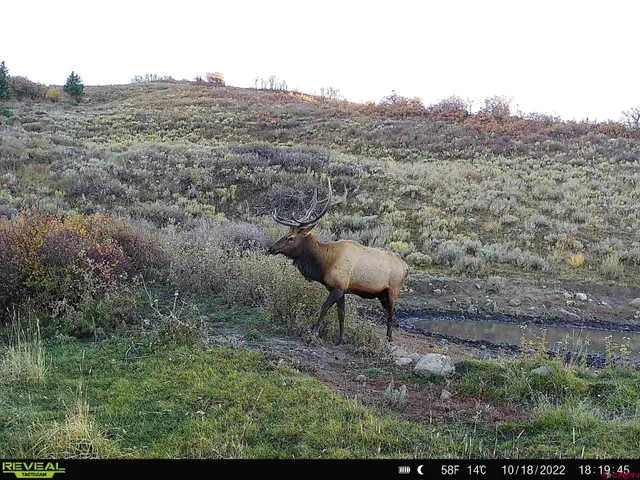 a view of lot of trees