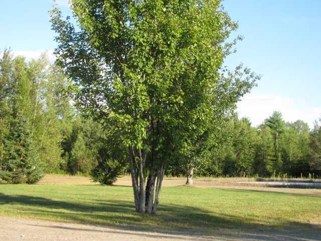 1583 County Road Greenbush, ME 04418 - Photo 30 of 35 Land/Lot. Toward the back of the...