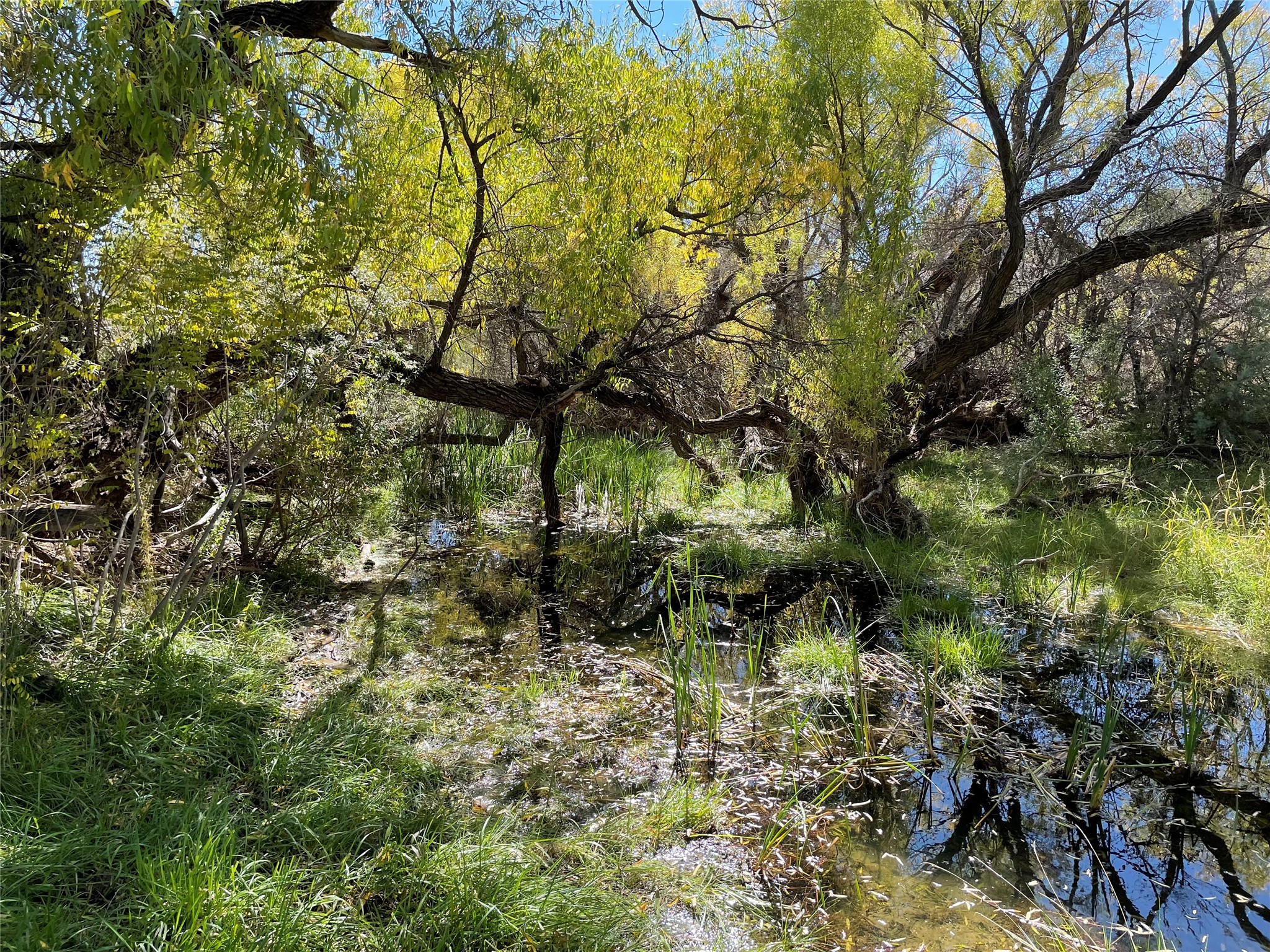 Pitchfork Pitchfork Ranch Silver City, NM 88061 - Photo 4 of 56