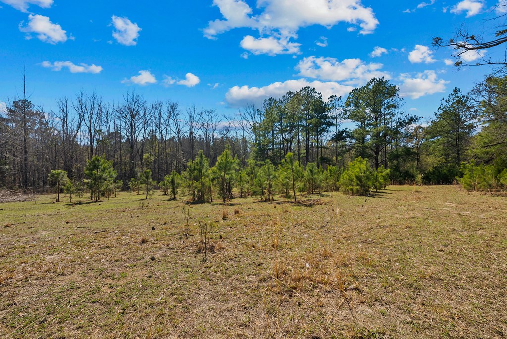 26 Dan Brinson Road Lumpkin, GA 31815 - Photo 41 of 50 Gallery Image 41