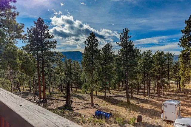 a view of a forest with trees in the background
