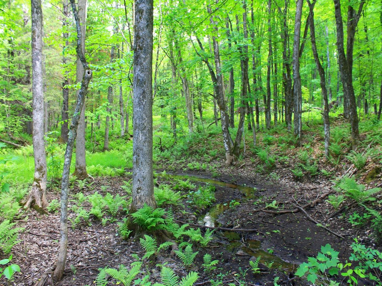 8305 Desperation Road Mercer, WI 54547 - Photo 11 of 41 Gallery Image 11