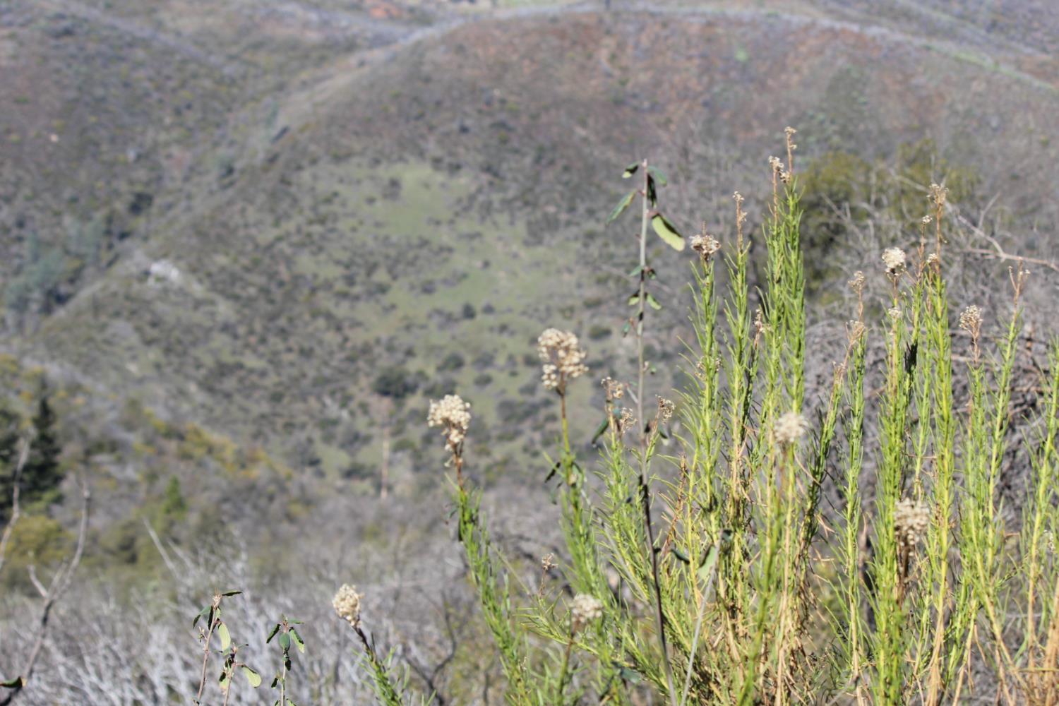 0 Fricot City Road Mountain Ranch, CA 95249 - Photo 4 of 9