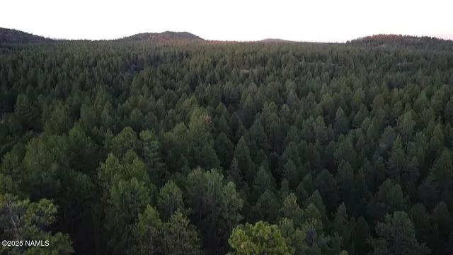 a view of a lush green forest