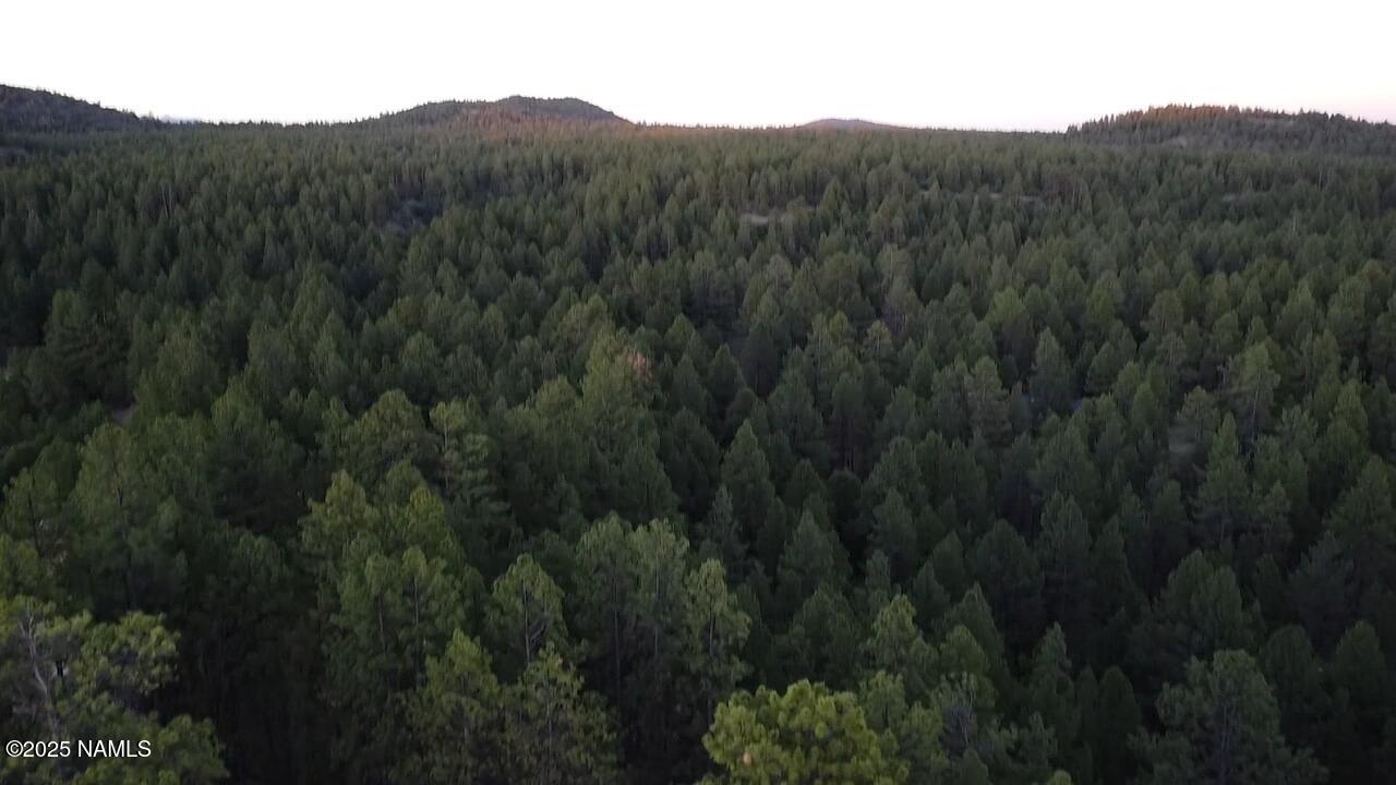 a view of a lush green forest