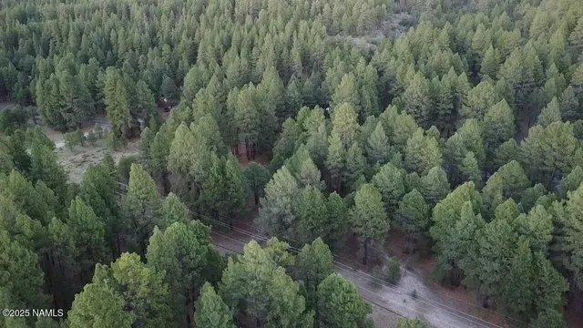 a view of a forest with a street