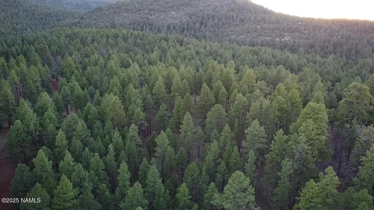 155 East Ski Run Road Williams, AZ 86046 - Photo 10 of 15 a view of a lush green forest with trees and some bushes