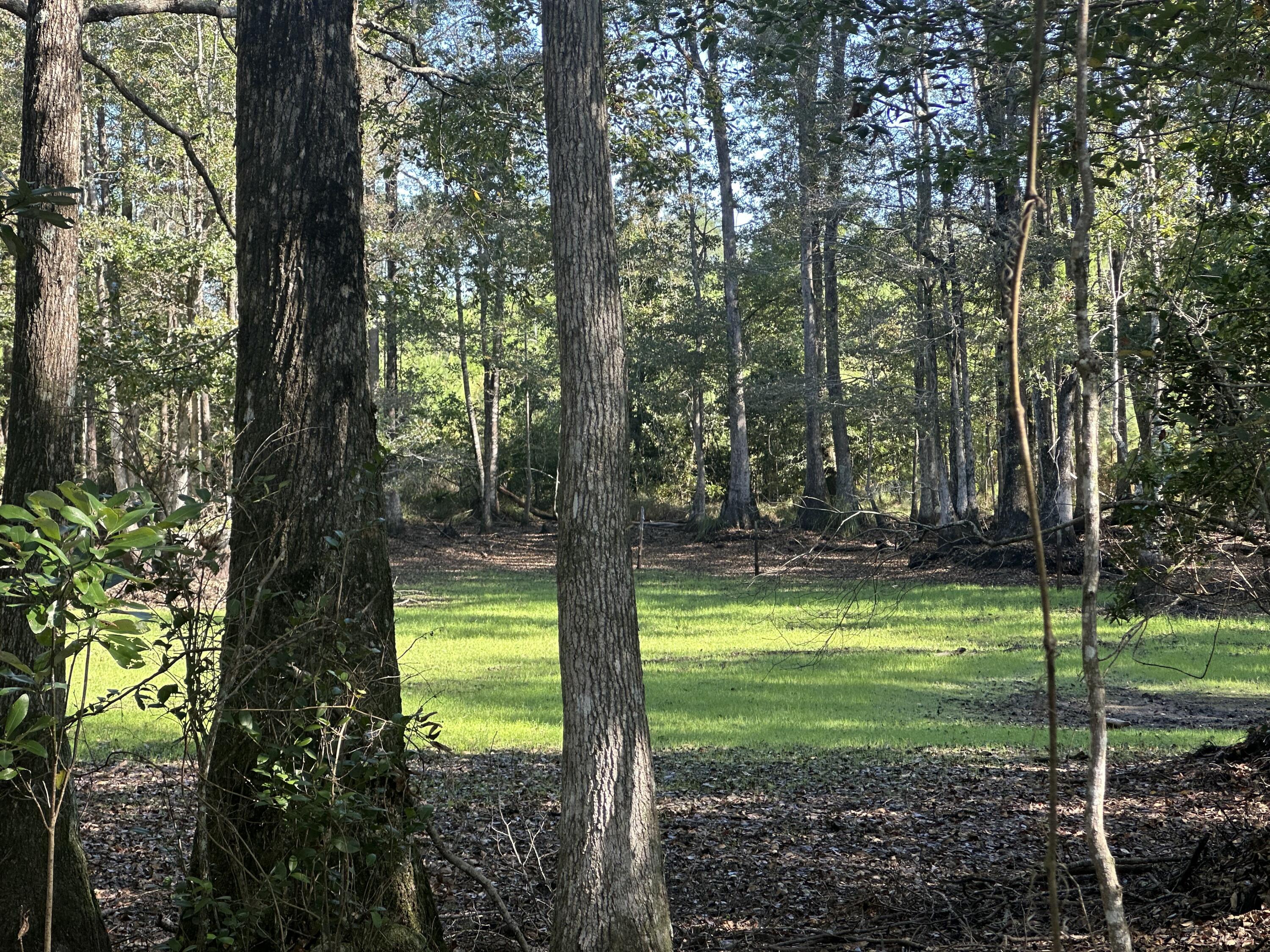 Parcel E Millside Road Laurel Hill, FL 32567 - Photo 1 of 15 a view of a trees in a yard