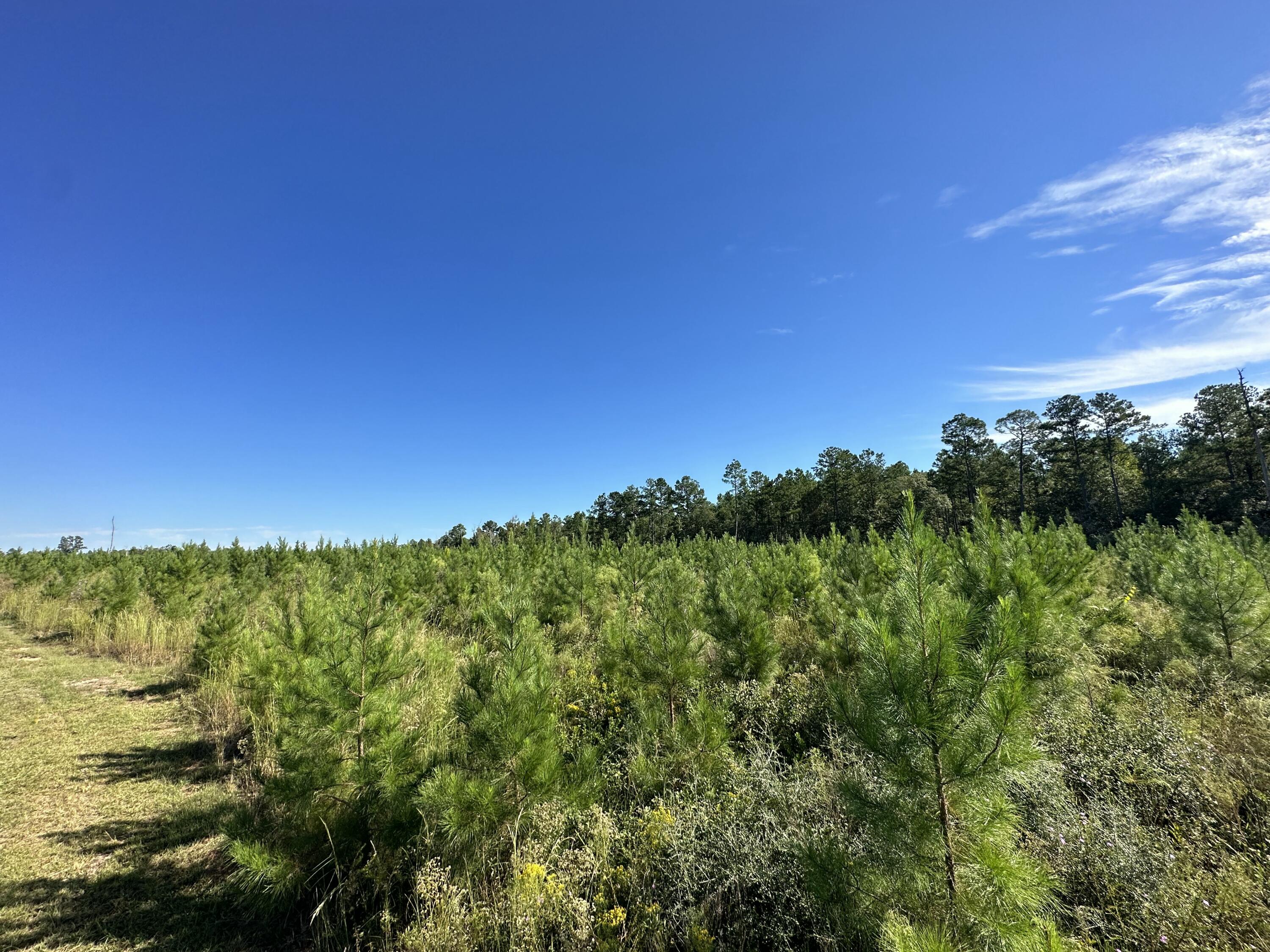 Parcel E Millside Road Laurel Hill, FL 32567 - Photo 11 of 15 a view of a green field