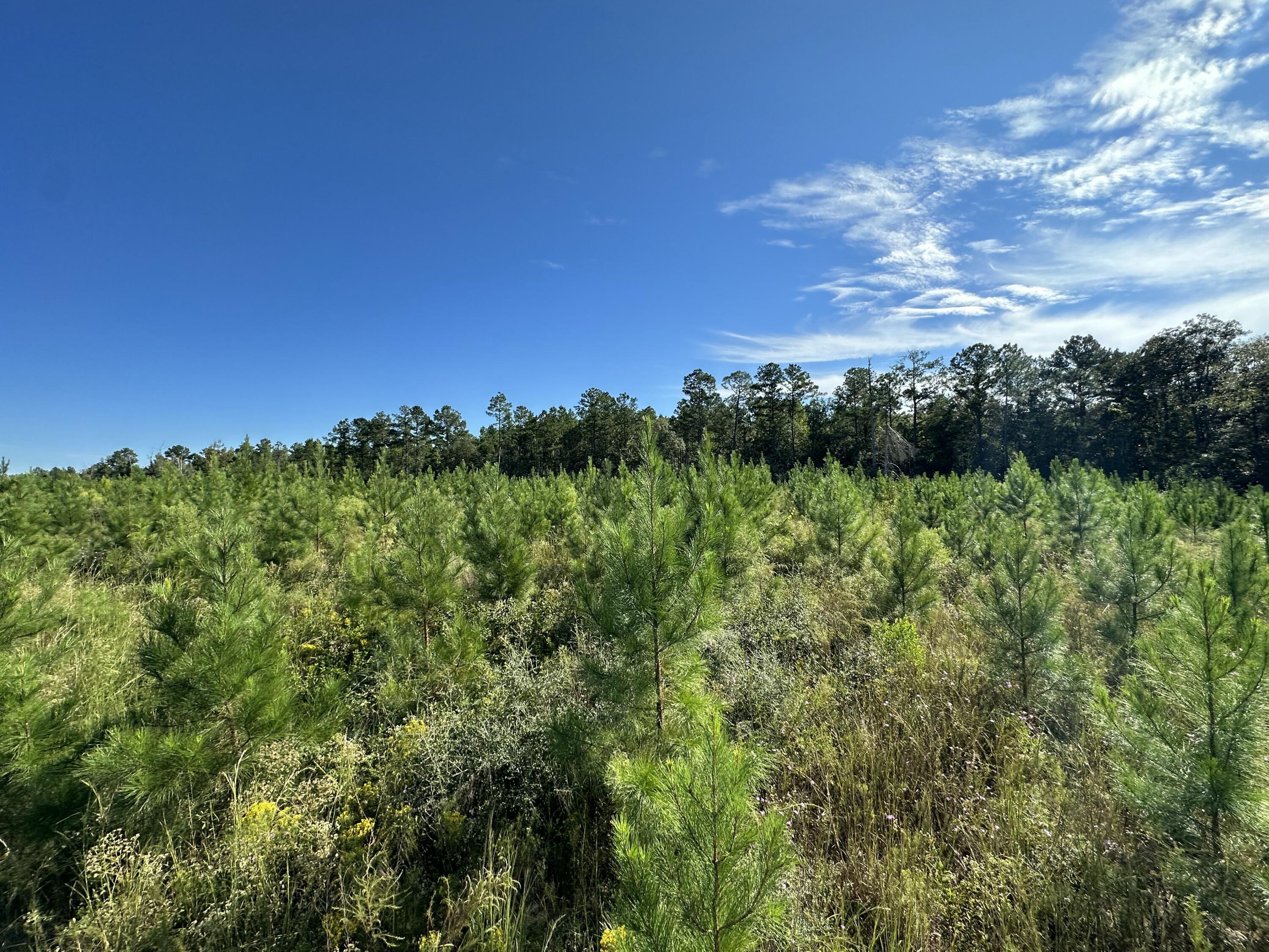 Parcel E Millside Road Laurel Hill, FL 32567 - Photo 12 of 15 a view of a green field
