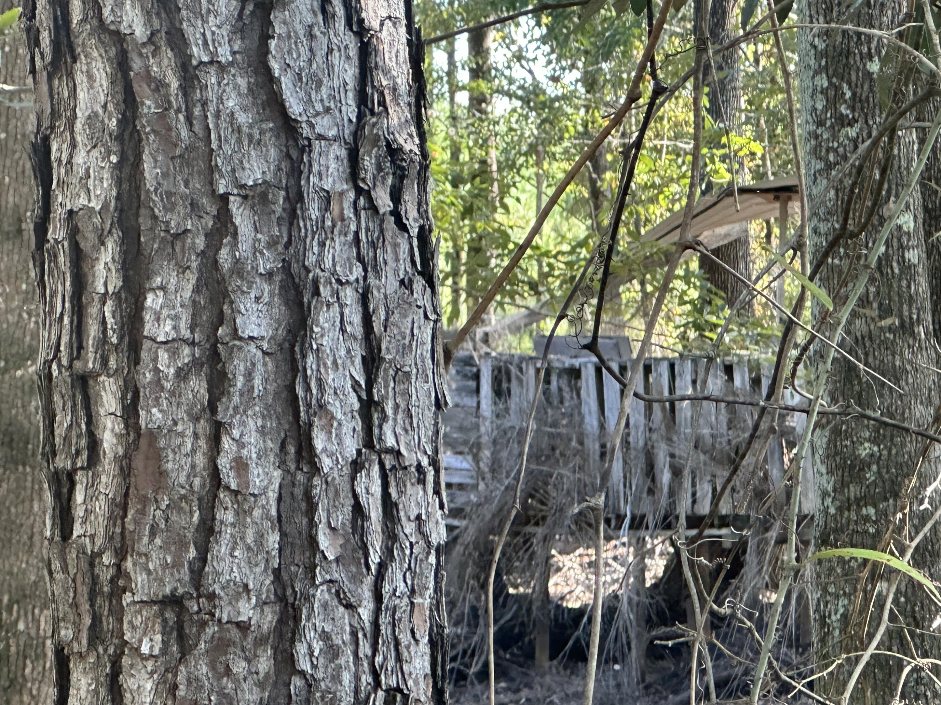 Parcel E Millside Road Laurel Hill, FL 32567 - Photo 13 of 15 a view of a yard with plants and trees