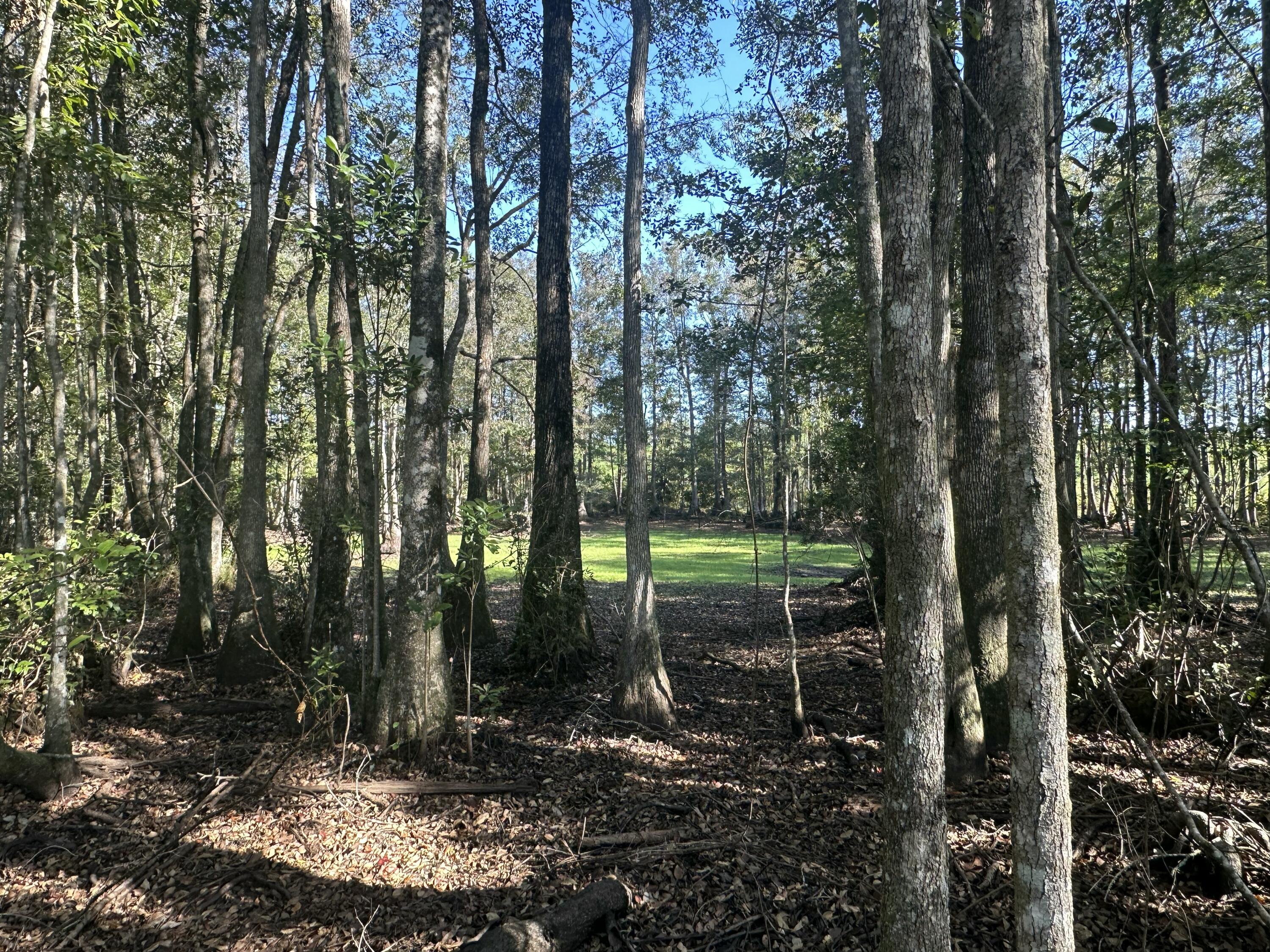 Parcel E Millside Road Laurel Hill, FL 32567 - Photo 15 of 15 a view of a park with large trees
