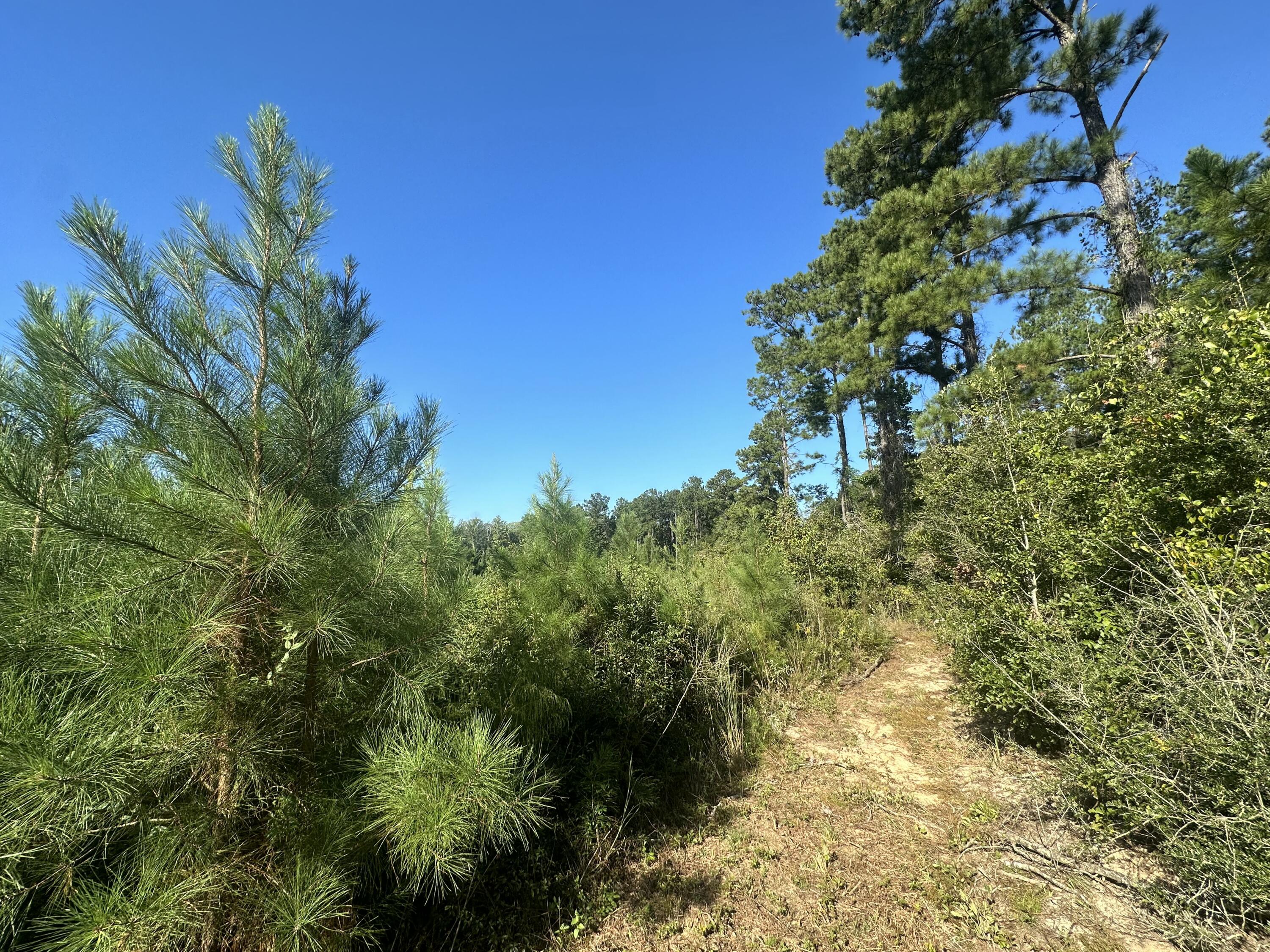 Parcel E Millside Road Laurel Hill, FL 32567 - Photo 3 of 15 a view of a tree