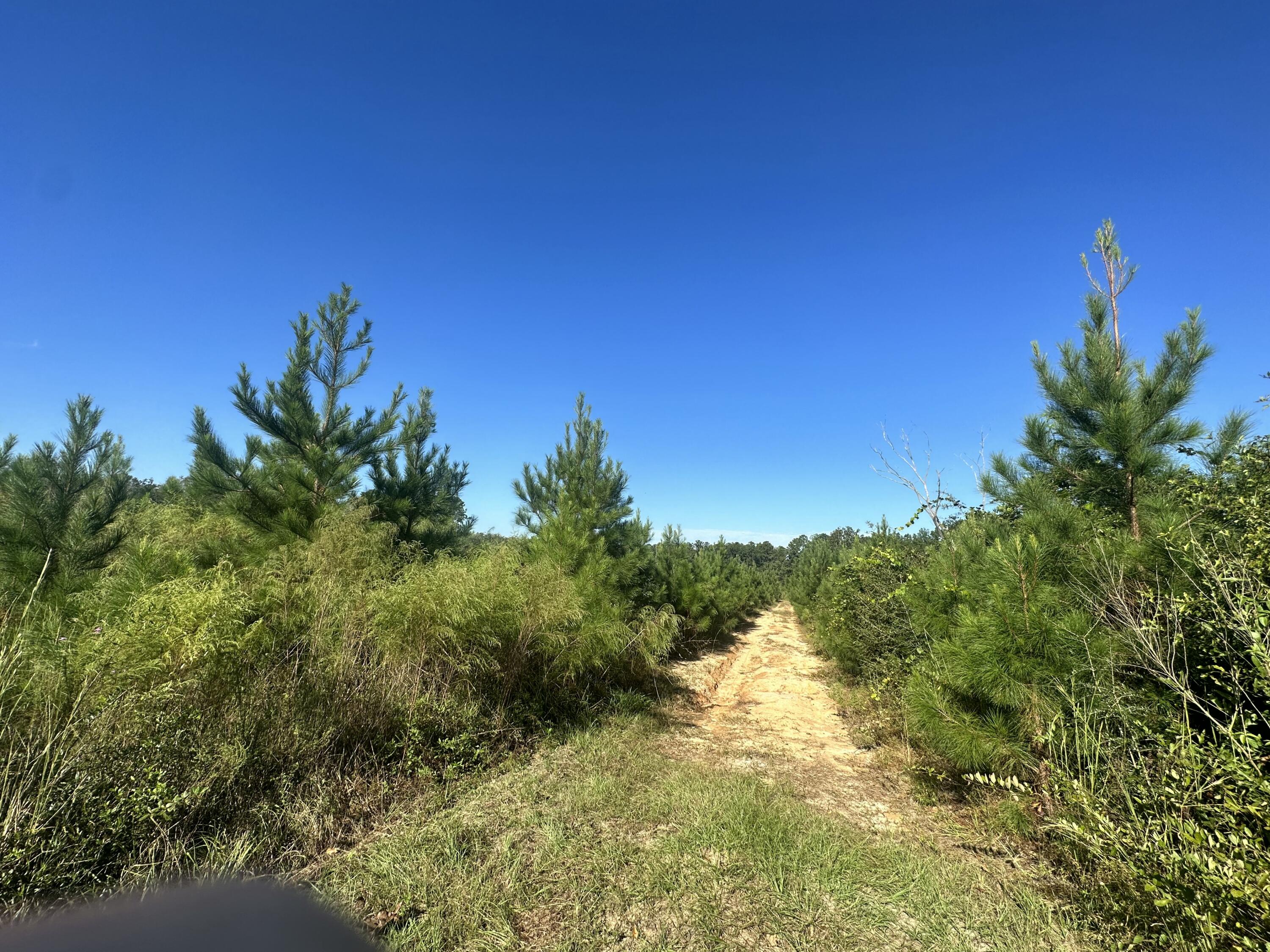 Parcel E Millside Road Laurel Hill, FL 32567 - Photo 5 of 15 a view of a yard with a tree