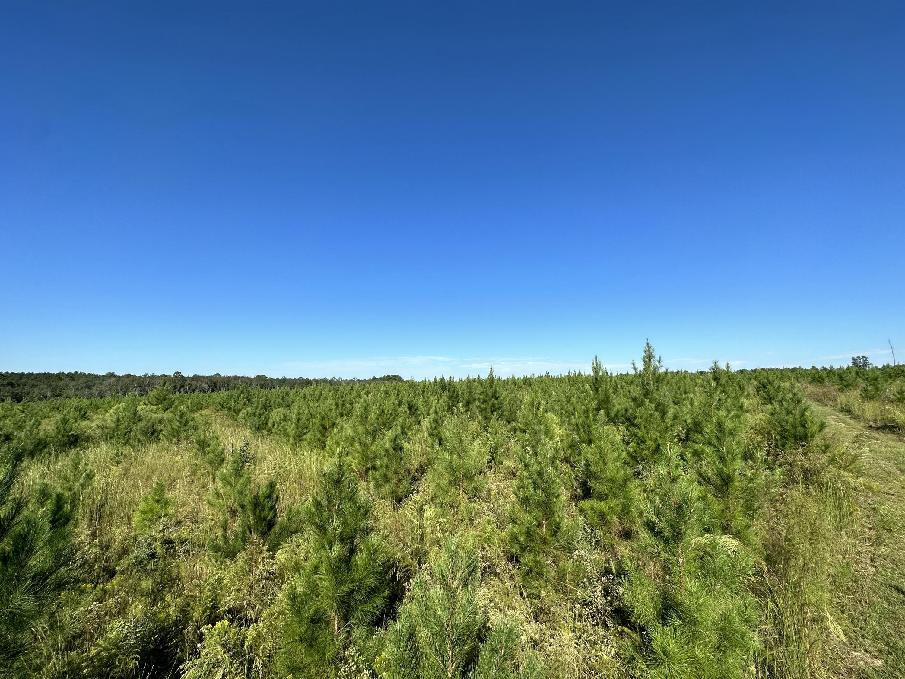 Parcel E Millside Road Laurel Hill, FL 32567 - Photo 7 of 15 a view of outdoor space and yard
