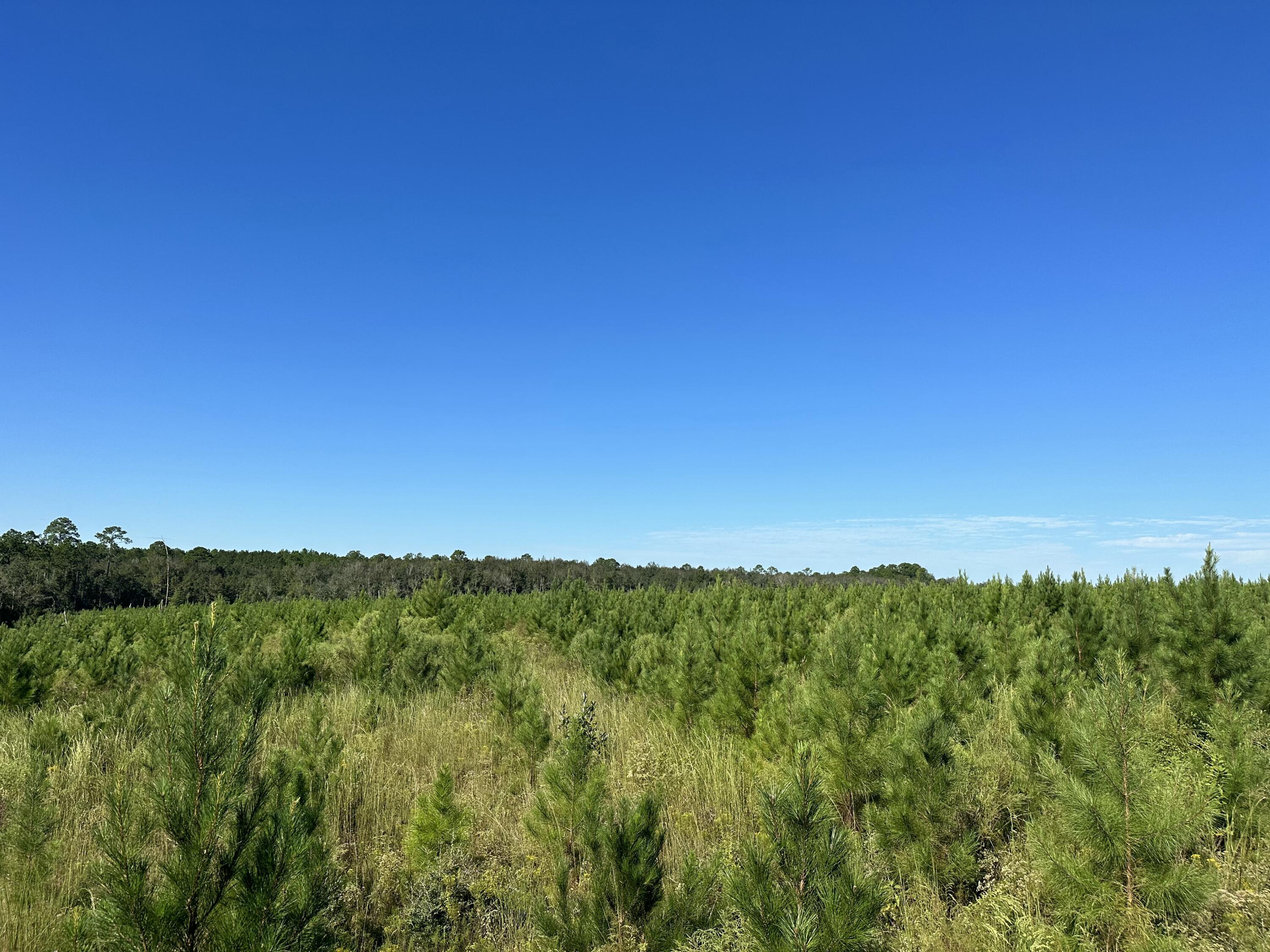 Parcel E Millside Road Laurel Hill, FL 32567 - Photo 8 of 15 a view of a lush green space with sea
