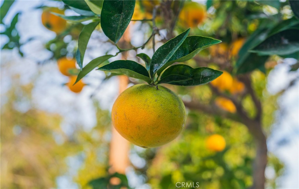 22928 Evalyn Avenue Torrance, CA 90505 - Photo 31 of 35