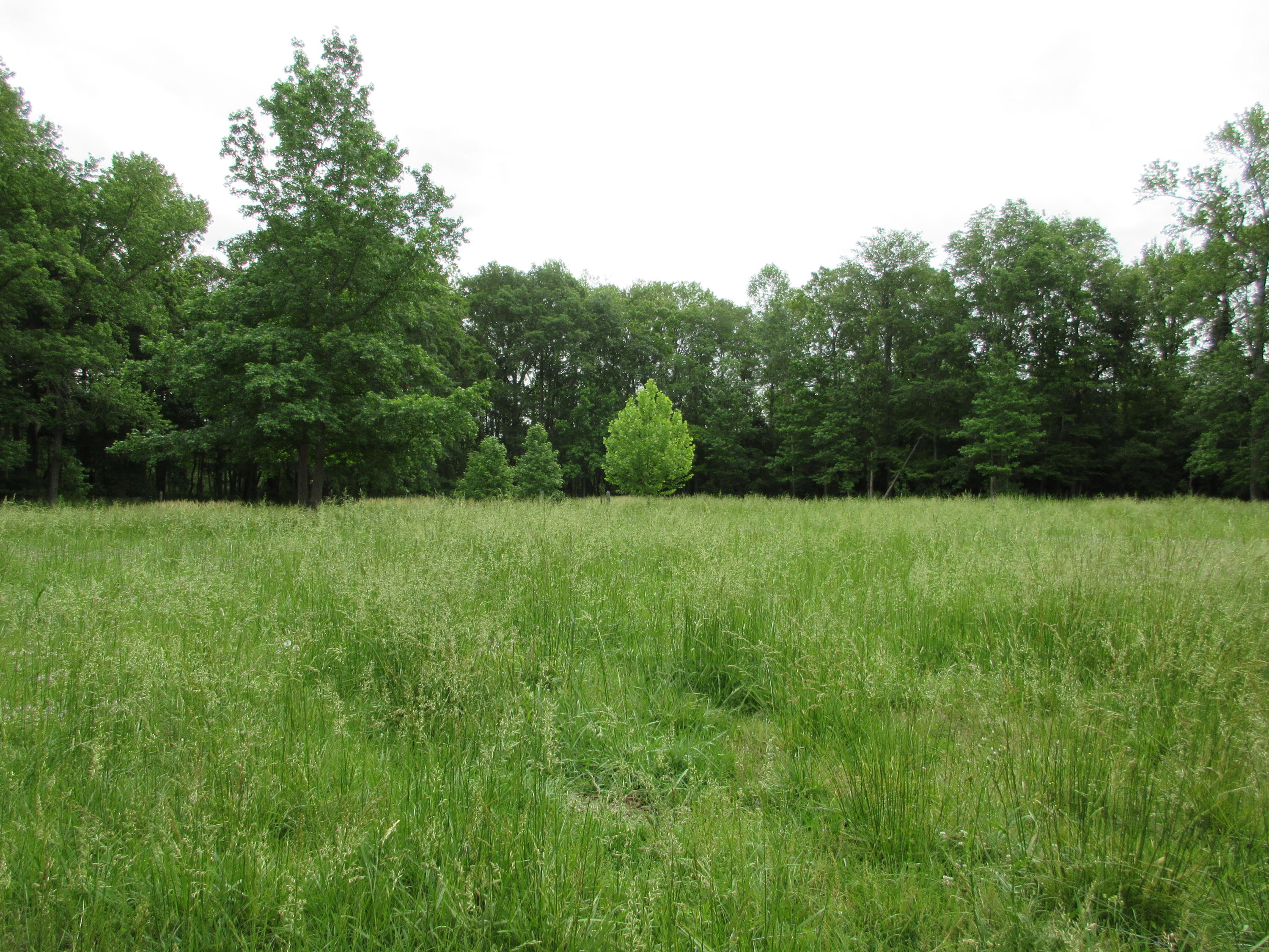 9469 Old State Road Holly Hill, SC 29059 - Photo 13 of 14 IMG_0231
