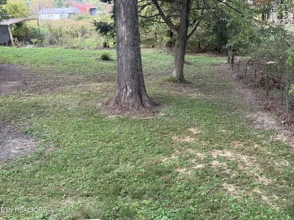 a view of a trees in a yard