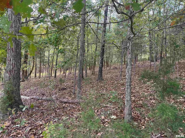 a view of a forest with lots of trees