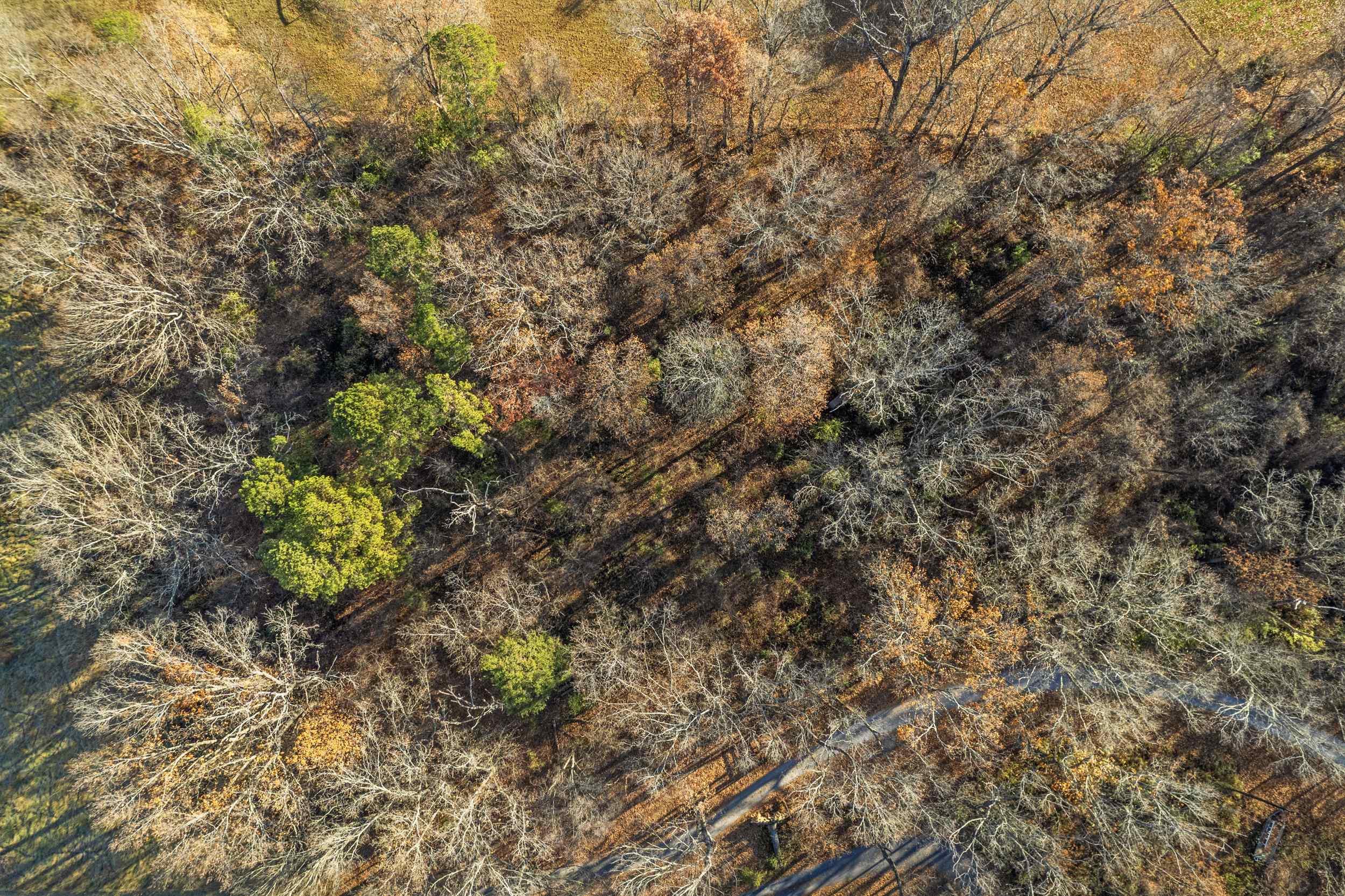 0 Bibb Farm Lane Waynesboro, VA 22980 - Photo 7 of 23 a picture of tree