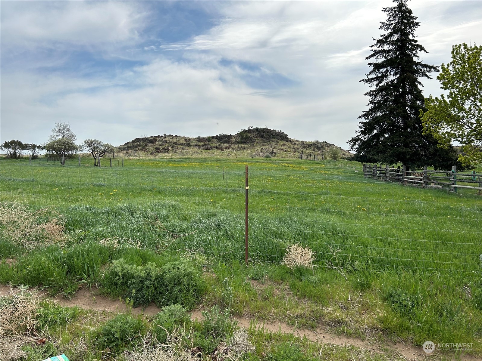 1483 Potter Road Tieton, WA 98947 - Photo 8 of 10 a view of a green field with an tree in the background