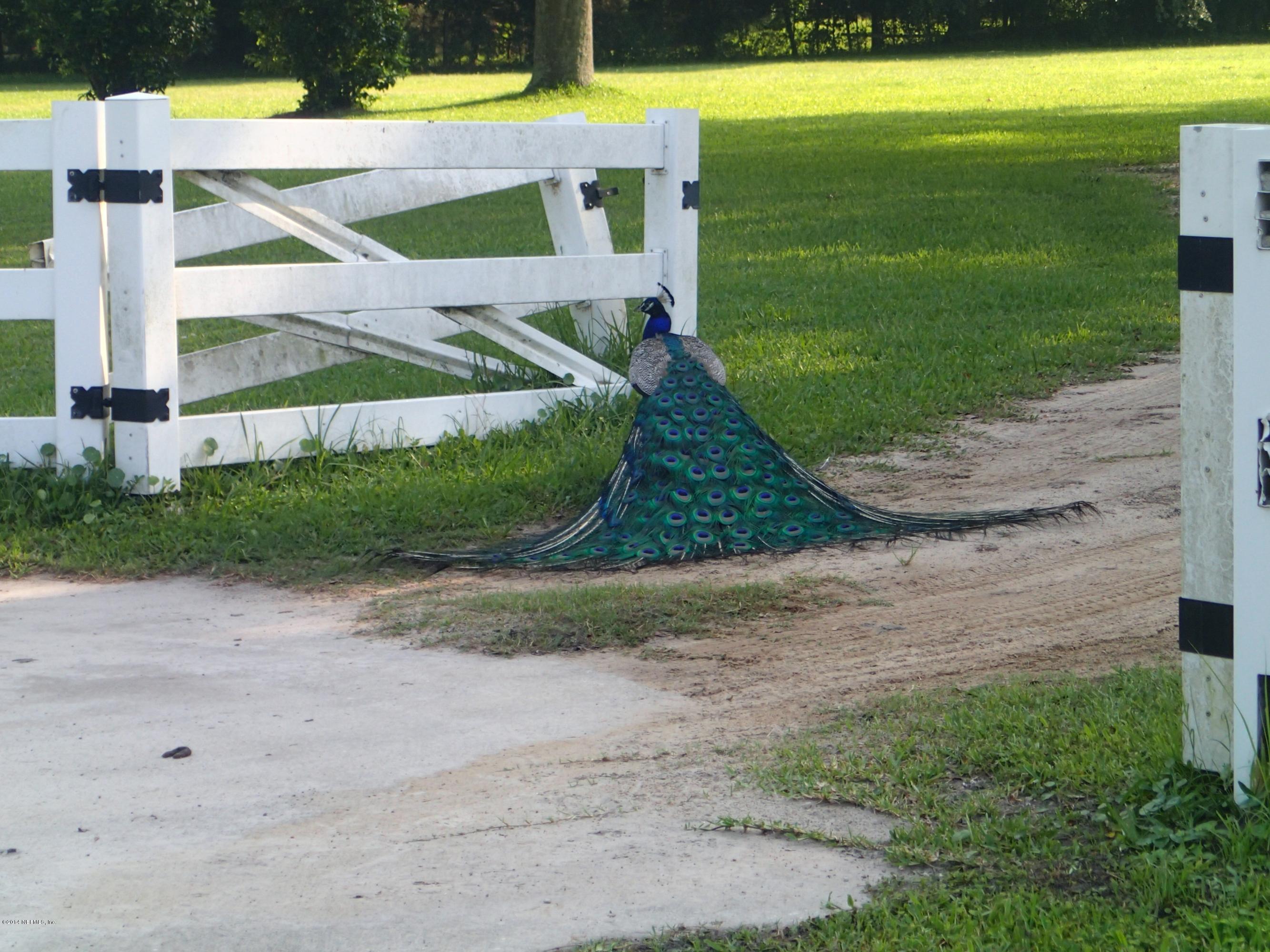 0 Rudd Jacksonville, FL 32220 - Photo 6 of 7 PEACOCK ROAMING WILD