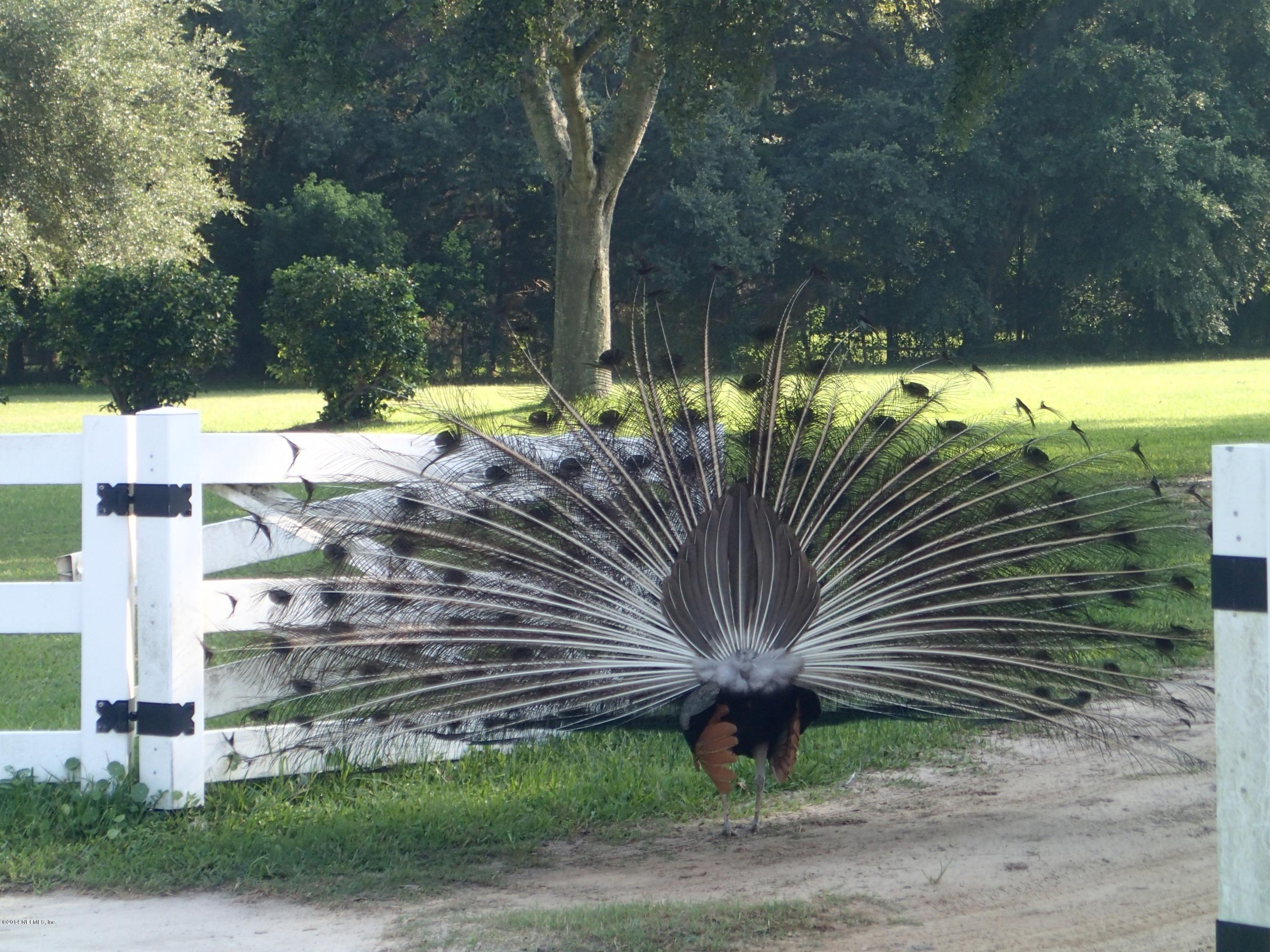 0 Rudd Jacksonville, FL 32220 - Photo 7 of 7 WILD LIFE