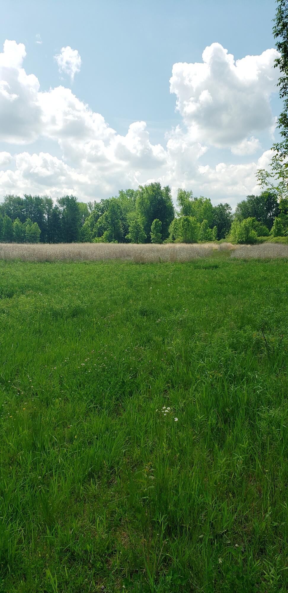 1451 West Church Road Edmore, MI 48829 - Photo 22 of 22 20210623_161211