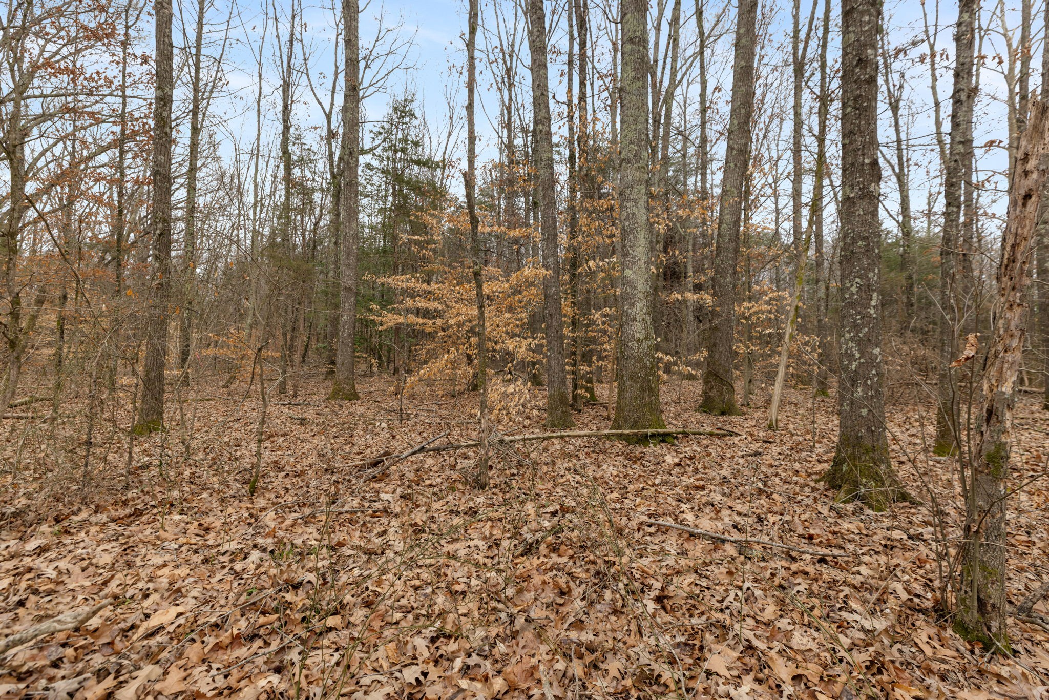 0 Gray Road White Bluff, TN 37187 - Photo 1 of 8 a bathroom with a shower